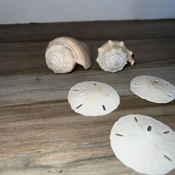 8 Shells Fossil Beach Ocean Sea Reef Fish Tank tank Aquarium decoration Tulip - Picture 8 of 9